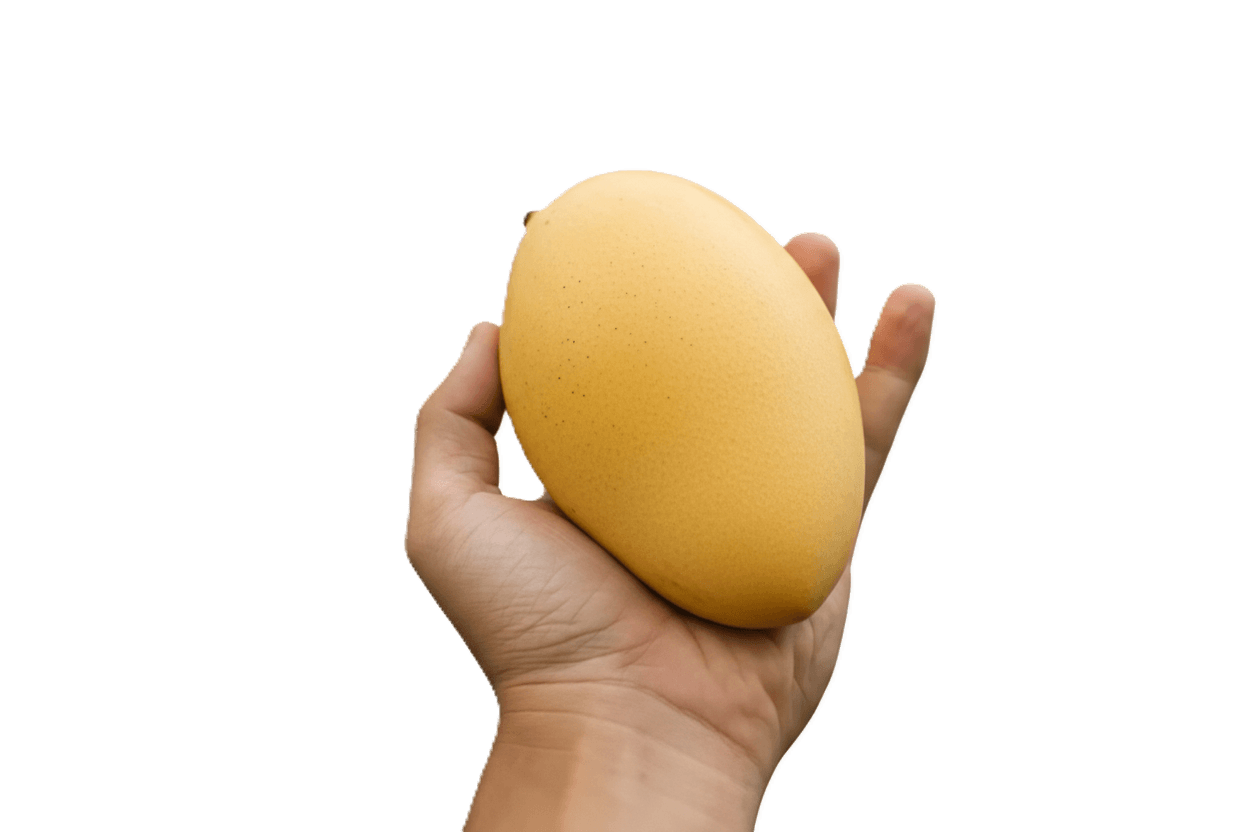 Harvesting Bhagalpuri Jardalu